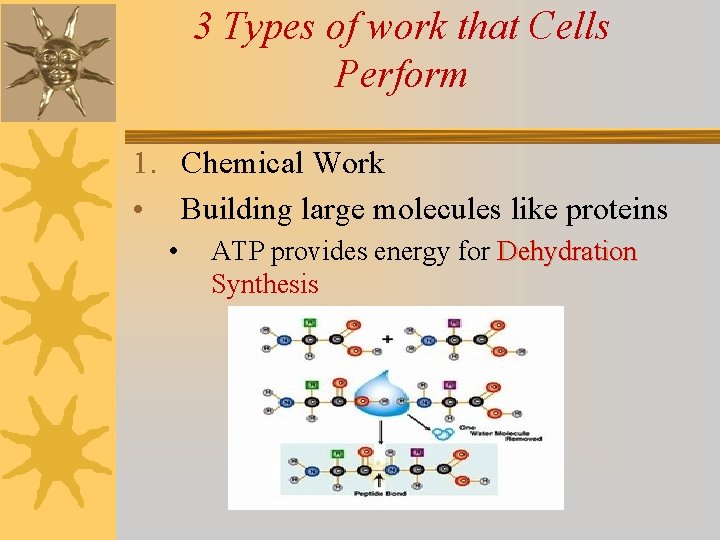 3 Types of work that Cells Perform 1. Chemical Work • Building large molecules