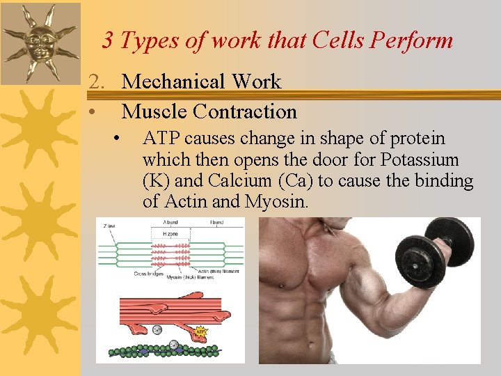 3 Types of work that Cells Perform 2. Mechanical Work • Muscle Contraction •