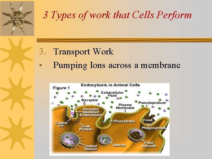 3 Types of work that Cells Perform 3. Transport Work • Pumping Ions across