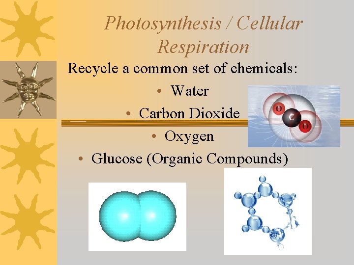 Photosynthesis / Cellular Respiration Recycle a common set of chemicals: • Water • Carbon