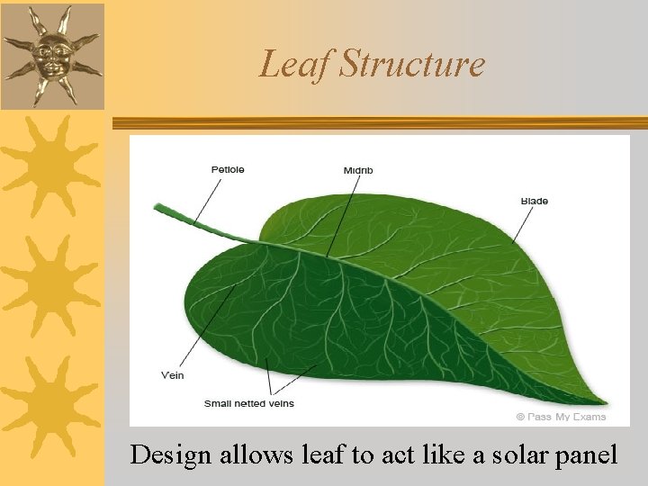 Leaf Structure Design allows leaf to act like a solar panel 