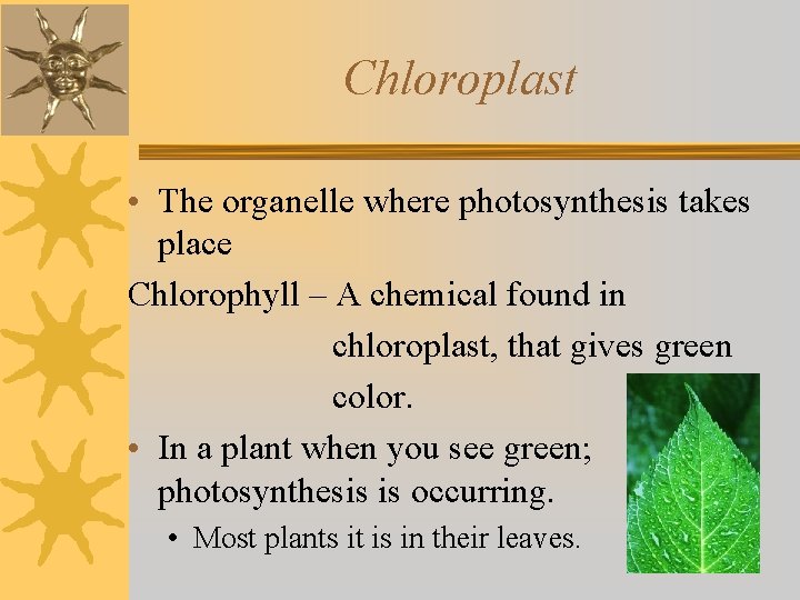 Chloroplast • The organelle where photosynthesis takes place Chlorophyll – A chemical found in
