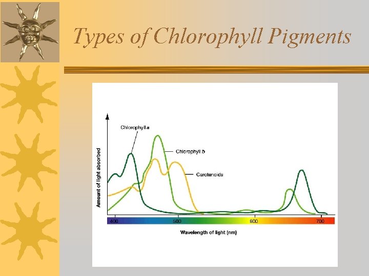 Types of Chlorophyll Pigments 