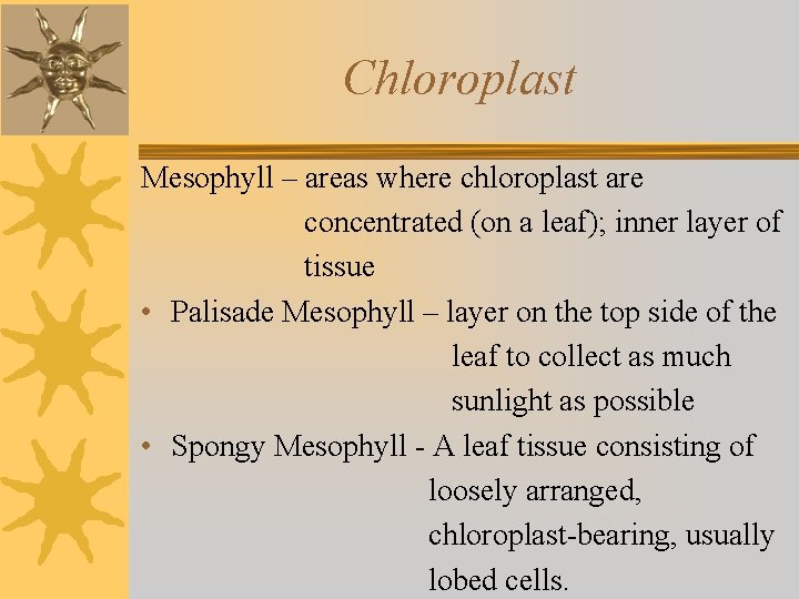Chloroplast Mesophyll – areas where chloroplast are concentrated (on a leaf); inner layer of