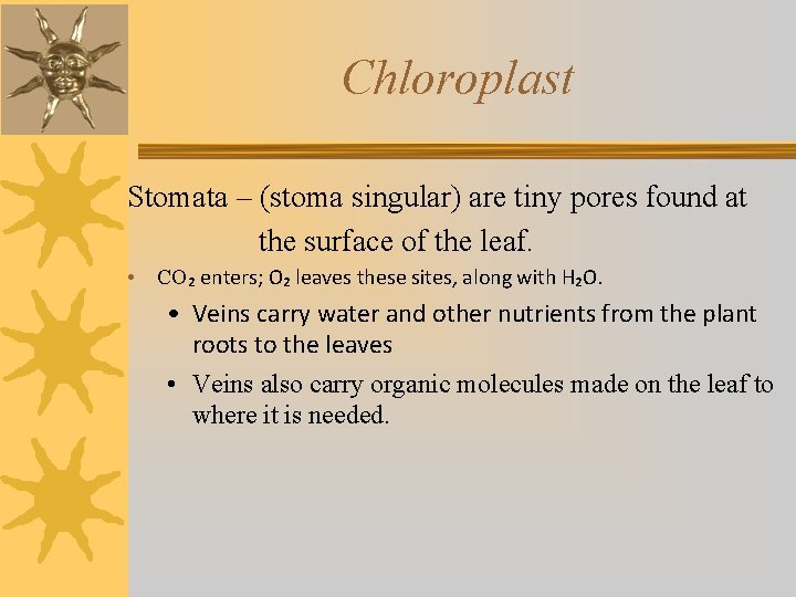 Chloroplast Stomata – (stoma singular) are tiny pores found at the surface of the