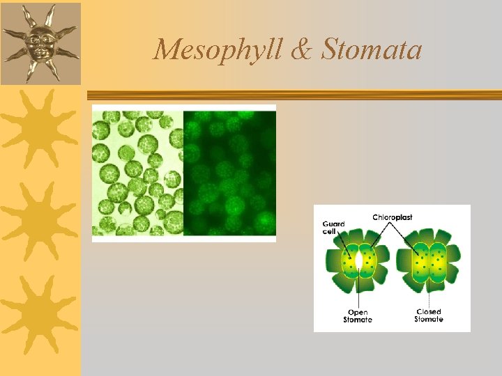 Mesophyll & Stomata 