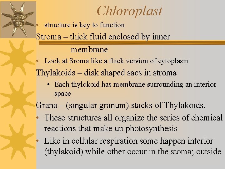 Chloroplast • structure is key to function Stroma – thick fluid enclosed by inner