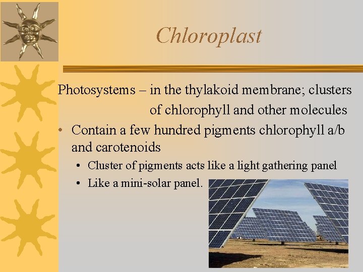 Chloroplast Photosystems – in the thylakoid membrane; clusters of chlorophyll and other molecules •