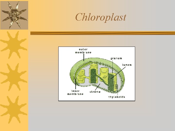 Chloroplast 