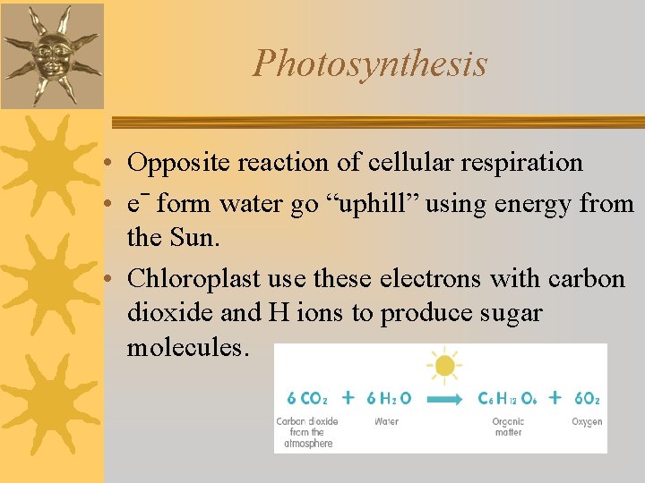 Photosynthesis • Opposite reaction of cellular respiration • eˉ form water go “uphill” using