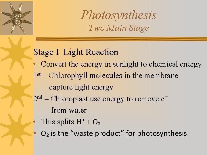 Photosynthesis Two Main Stage I Light Reaction • Convert the energy in sunlight to