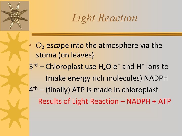 Light Reaction • O₂ escape into the atmosphere via the stoma (on leaves) 3