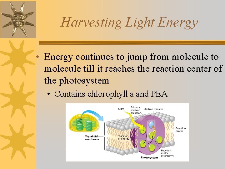 Harvesting Light Energy • Energy continues to jump from molecule to molecule till it