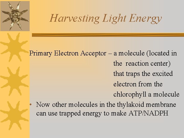 Harvesting Light Energy Primary Electron Acceptor – a molecule (located in the reaction center)