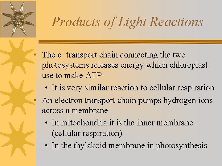 Products of Light Reactions • The eˉ transport chain connecting the two photosystems releases