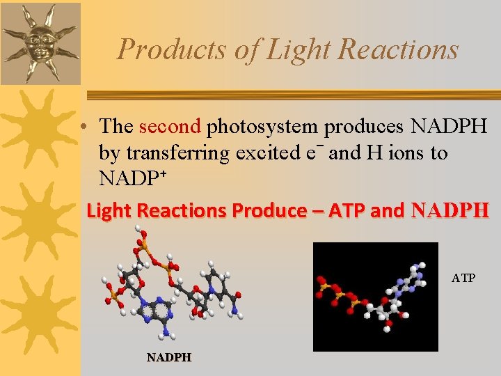 Products of Light Reactions • The second photosystem produces NADPH by transferring excited eˉ