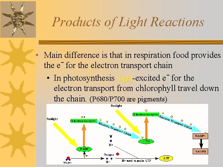 Products of Light Reactions • Main difference is that in respiration food provides the