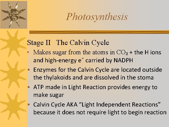 Photosynthesis Stage II The Calvin Cycle • Makes sugar from the atoms in CO₂