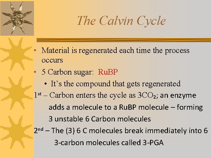 The Calvin Cycle • Material is regenerated each time the process occurs • 5