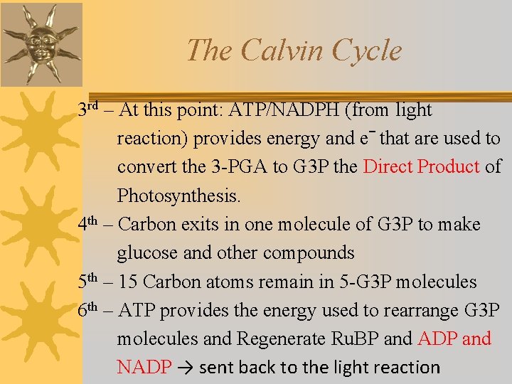 The Calvin Cycle 3 rd – At this point: ATP/NADPH (from light reaction) provides