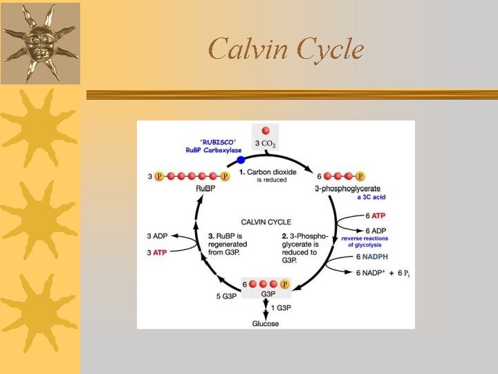 Calvin Cycle 