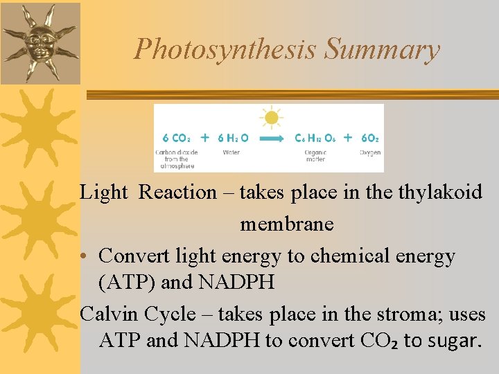 Photosynthesis Summary Light Reaction – takes place in the thylakoid membrane • Convert light