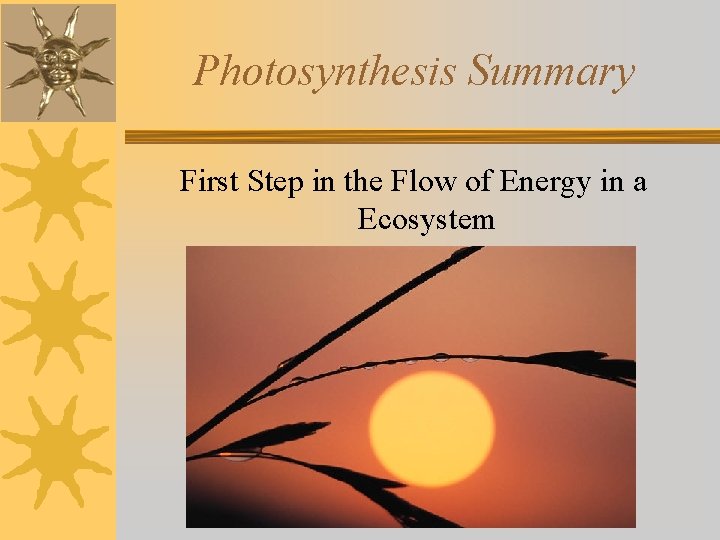 Photosynthesis Summary First Step in the Flow of Energy in a Ecosystem 