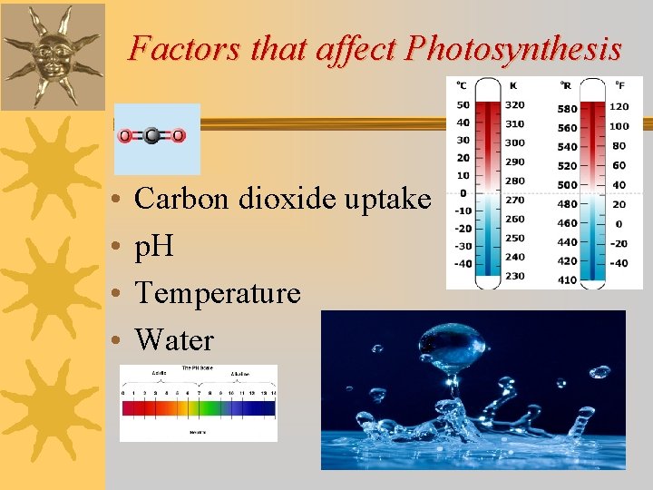 Factors that affect Photosynthesis • • Carbon dioxide uptake p. H Temperature Water 