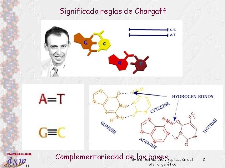 Significado reglas de Chargaff Dr. Antonio Barbadilla 11 Complementariedad de las basesy replicación del