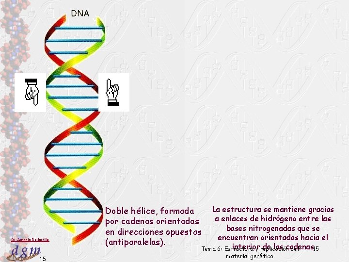 Dr. Antonio Barbadilla 15 La estructura se mantiene gracias a enlaces de hidrógeno entre