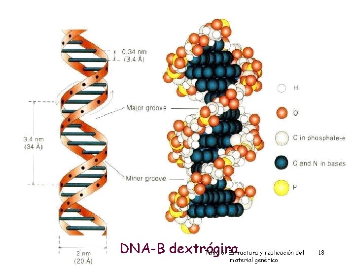 Dr. Antonio Barbadilla 18 DNA-B dextrógira Tema 6: Estructura y replicación del material genético Dr. Antonio Barbadilla 18 DNA-B dextrógira Tema 6: Estructura y replicación del material genético