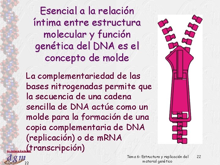 Esencial a la relación íntima entre estructura molecular y función genética del DNA es