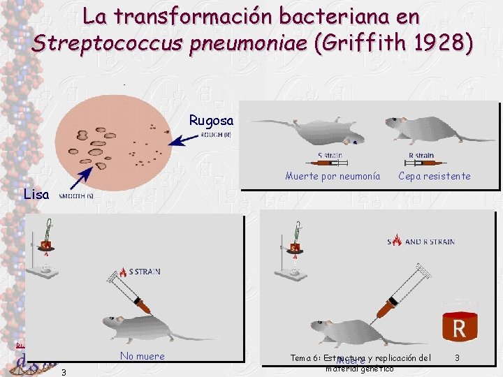 La transformación bacteriana en Streptococcus pneumoniae (Griffith 1928) Rugosa Muerte por neumonía Cepa resistente