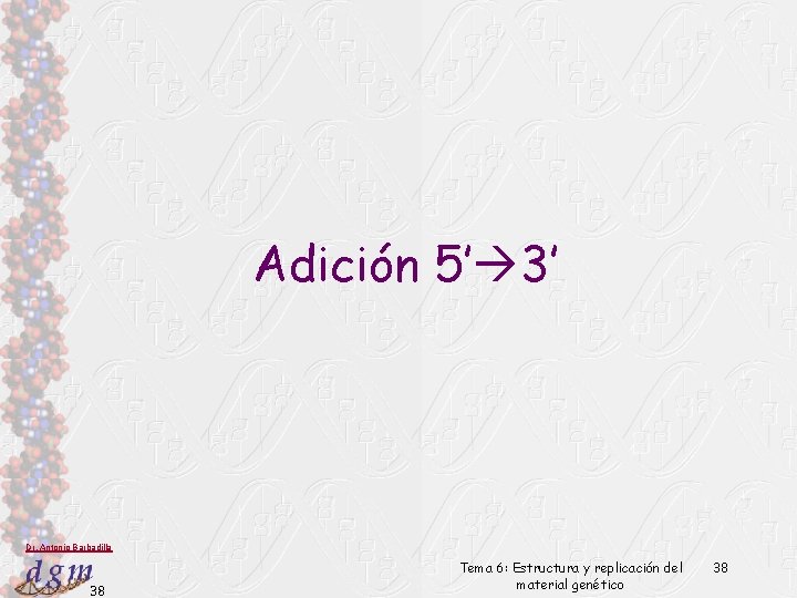 Adición 5’ 3’ Dr. Antonio Barbadilla 38 Tema 6: Estructura y replicación del material