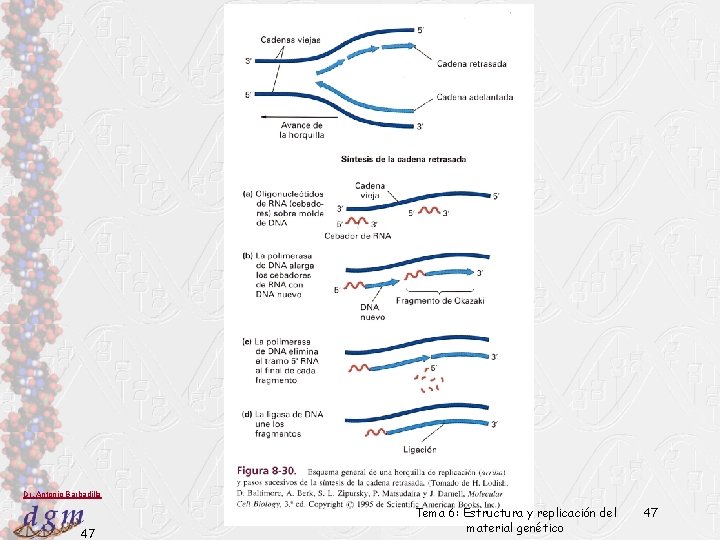 Dr. Antonio Barbadilla 47 Tema 6: Estructura y replicación del material genético 47 