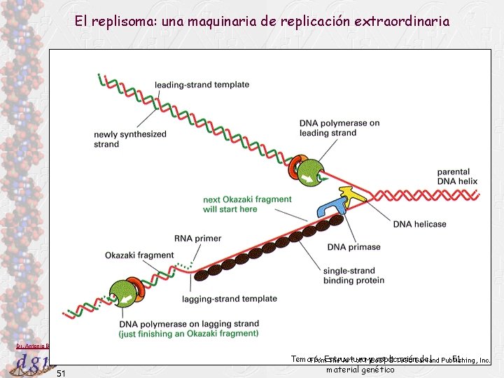 El replisoma: una maquinaria de replicación extraordinaria Dr. Antonio Barbadilla 51 Tema 6: Estructura