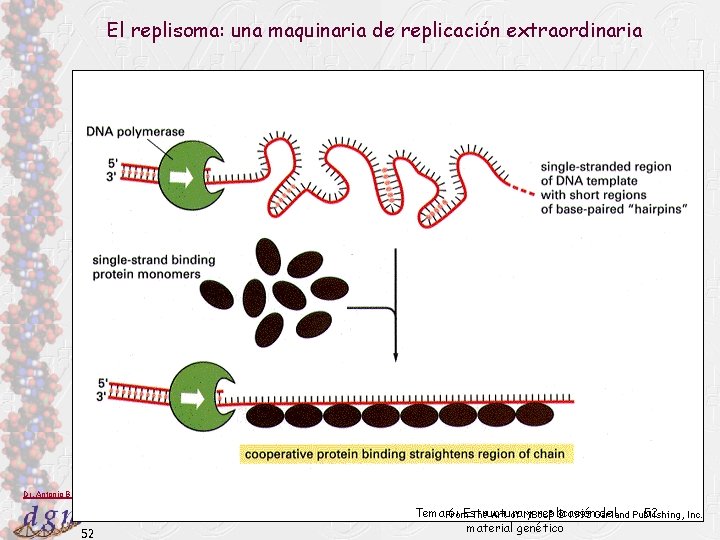 El replisoma: una maquinaria de replicación extraordinaria Dr. Antonio Barbadilla 52 Tema 6: Estructura