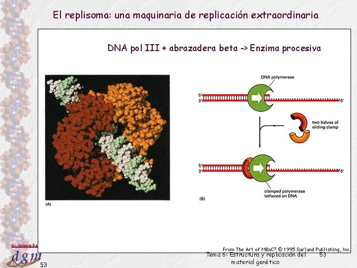 El replisoma: una maquinaria de replicación extraordinaria DNA pol III + abrazadera beta ->