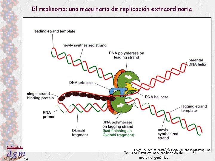 El replisoma: una maquinaria de replicación extraordinaria Dr. Antonio Barbadilla 54 Tema 6: Estructura