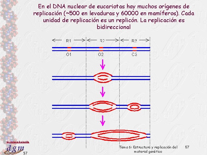 En el DNA nuclear de eucariotas hay muchos orígenes de replicación (~500 en levaduras