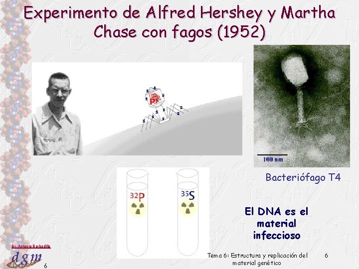 Experimento de Alfred Hershey y Martha Chase con fagos (1952) Bacteriófago T 4 El