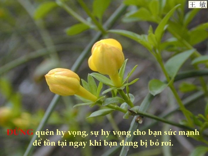 ĐỪNG quên hy vọng, sự hy vọng cho bạn sức mạnh để tồn tại