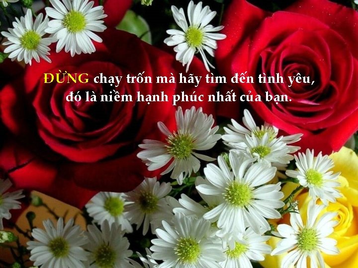 ĐỪNG chạy trốn mà hãy tìm đến tình yêu, đó là niềm hạnh phúc