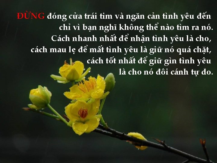 ĐỪNG đóng cửa trái tim và ngăn cản tình yêu đến chỉ vì bạn