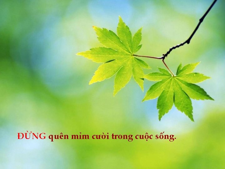 ĐỪNG quên mỉm cười trong cuộc sống. 