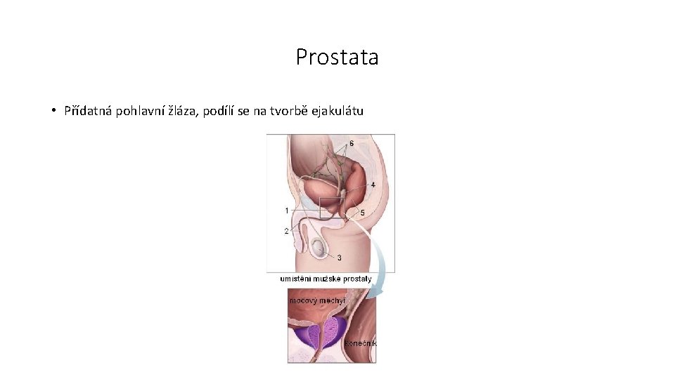 Prostata • Přídatná pohlavní žláza, podílí se na tvorbě ejakulátu 