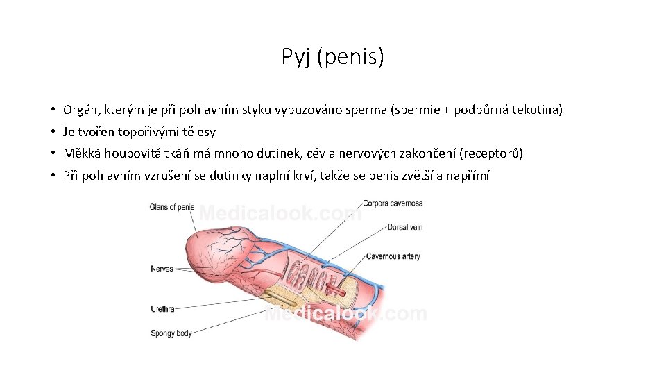 Pyj (penis) • Orgán, kterým je při pohlavním styku vypuzováno sperma (spermie + podpůrná