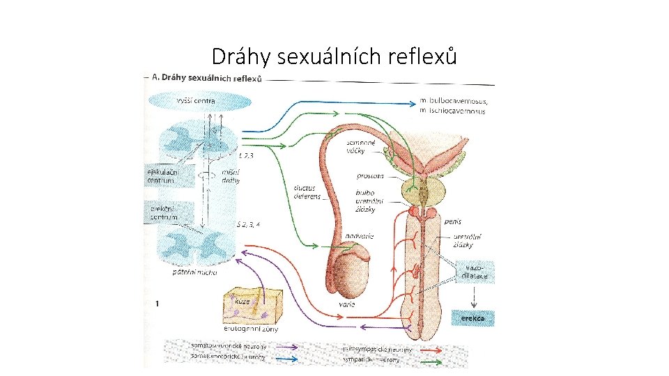 Dráhy sexuálních reflexů 