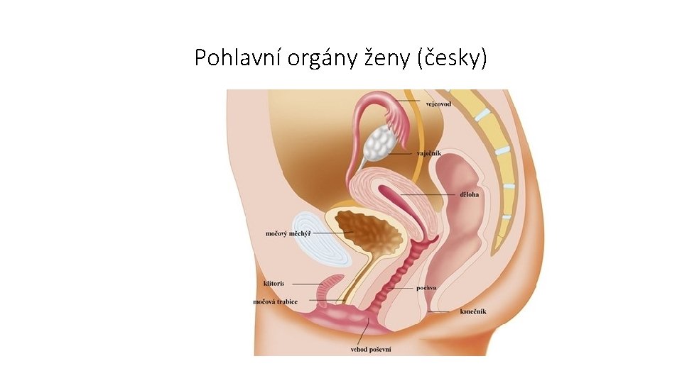 Pohlavní orgány ženy (česky) 