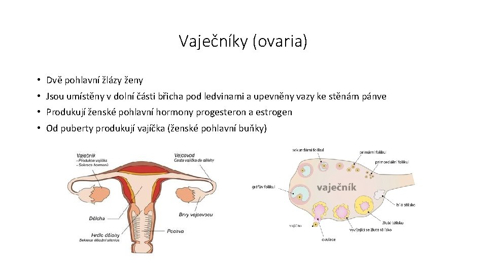 Vaječníky (ovaria) • Dvě pohlavní žlázy ženy • Jsou umístěny v dolní části břicha
